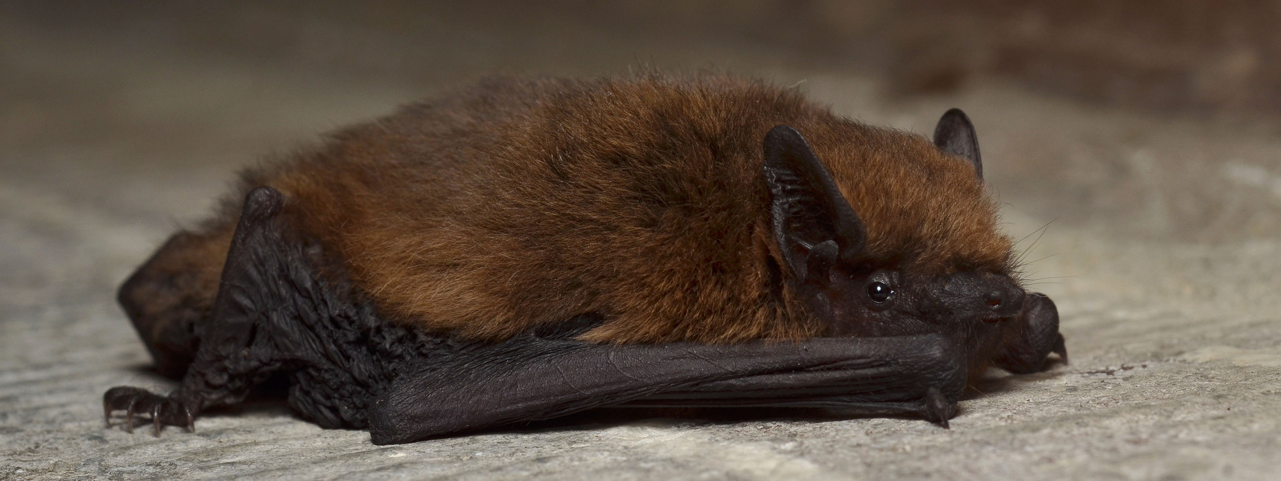 gtplecotus, mammalia, bat